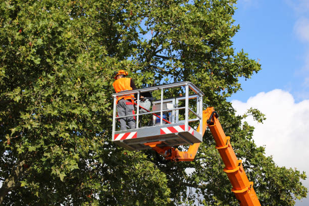 Best Tree Health Inspection  in Pomeroy, OH